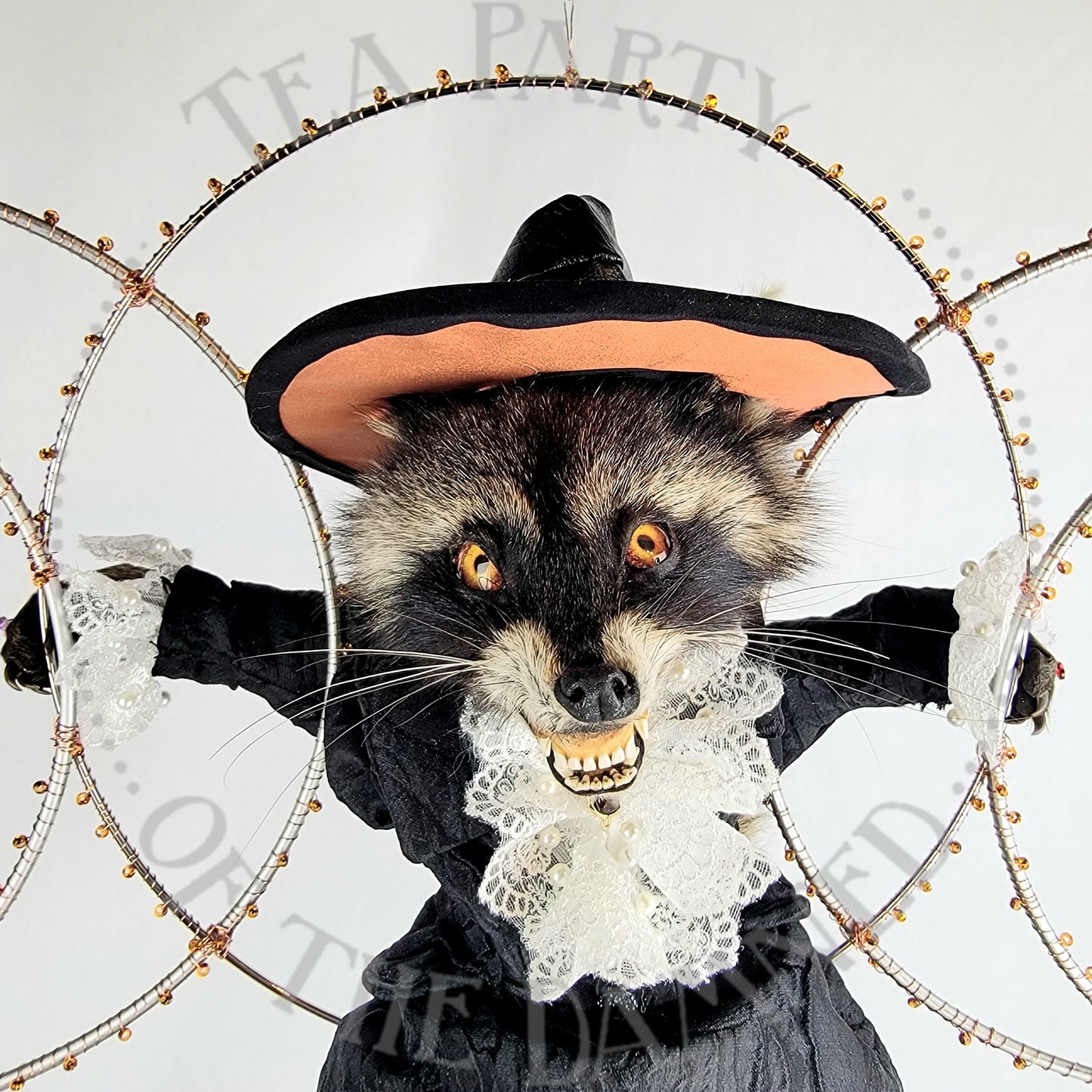 Maiden, Mother, 'Coon