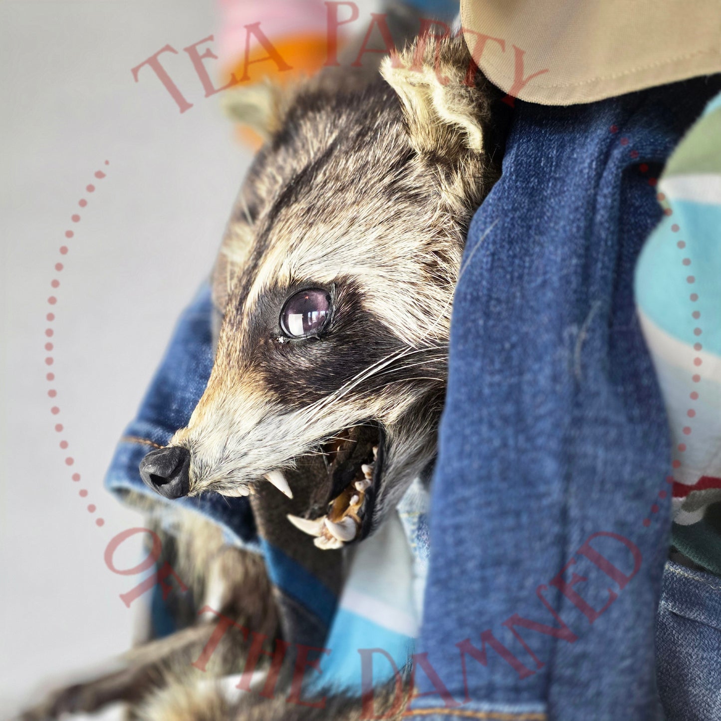 Absolutely One Human Man