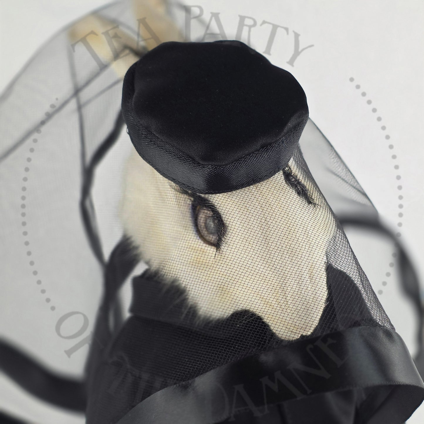 Jacqueline Rabbit