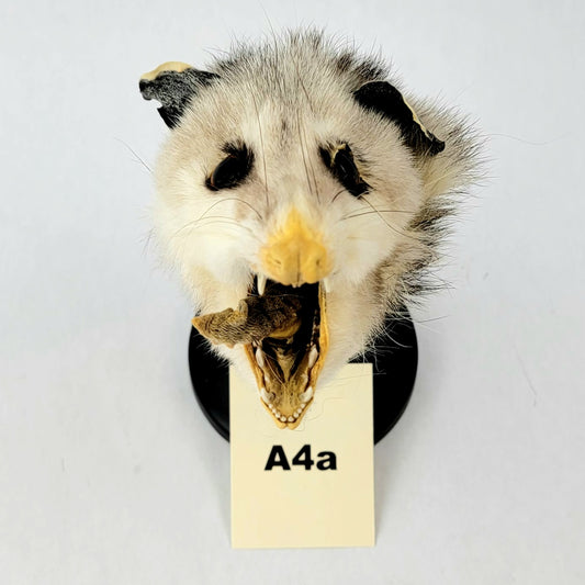 A4a Custom Anthropomorphic Opossum Doll Deposit