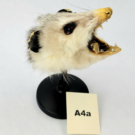 A4a Custom Anthropomorphic Opossum Doll Deposit