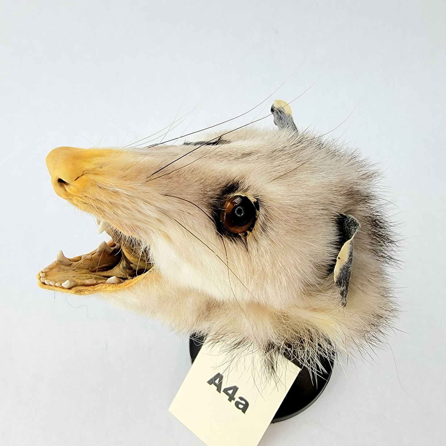 A4a Custom Anthropomorphic Opossum Doll Deposit