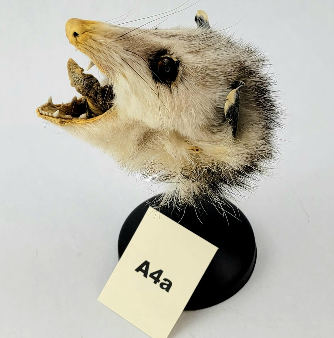 A4a Custom Anthropomorphic Opossum Doll Deposit