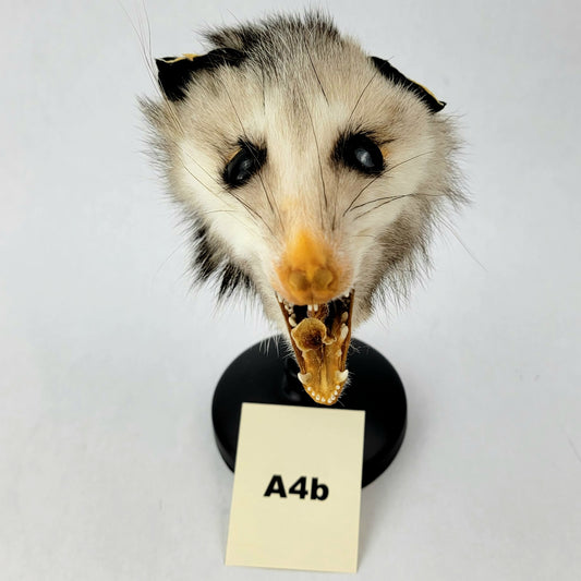 A4b Custom Anthropomorphic Opossum Doll Deposit