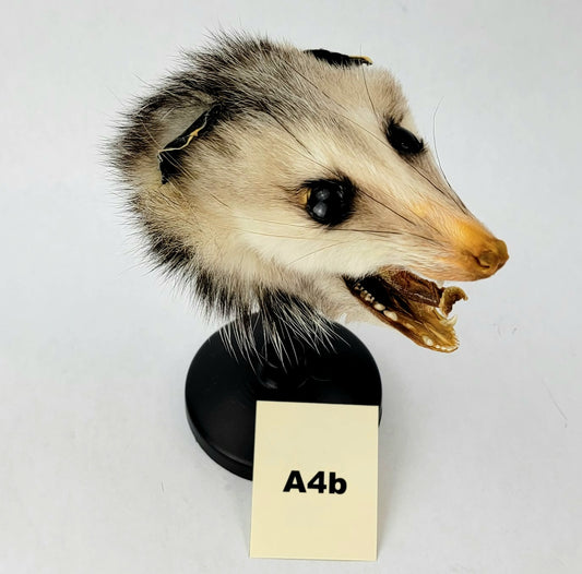 A4b Custom Anthropomorphic Opossum Doll Deposit