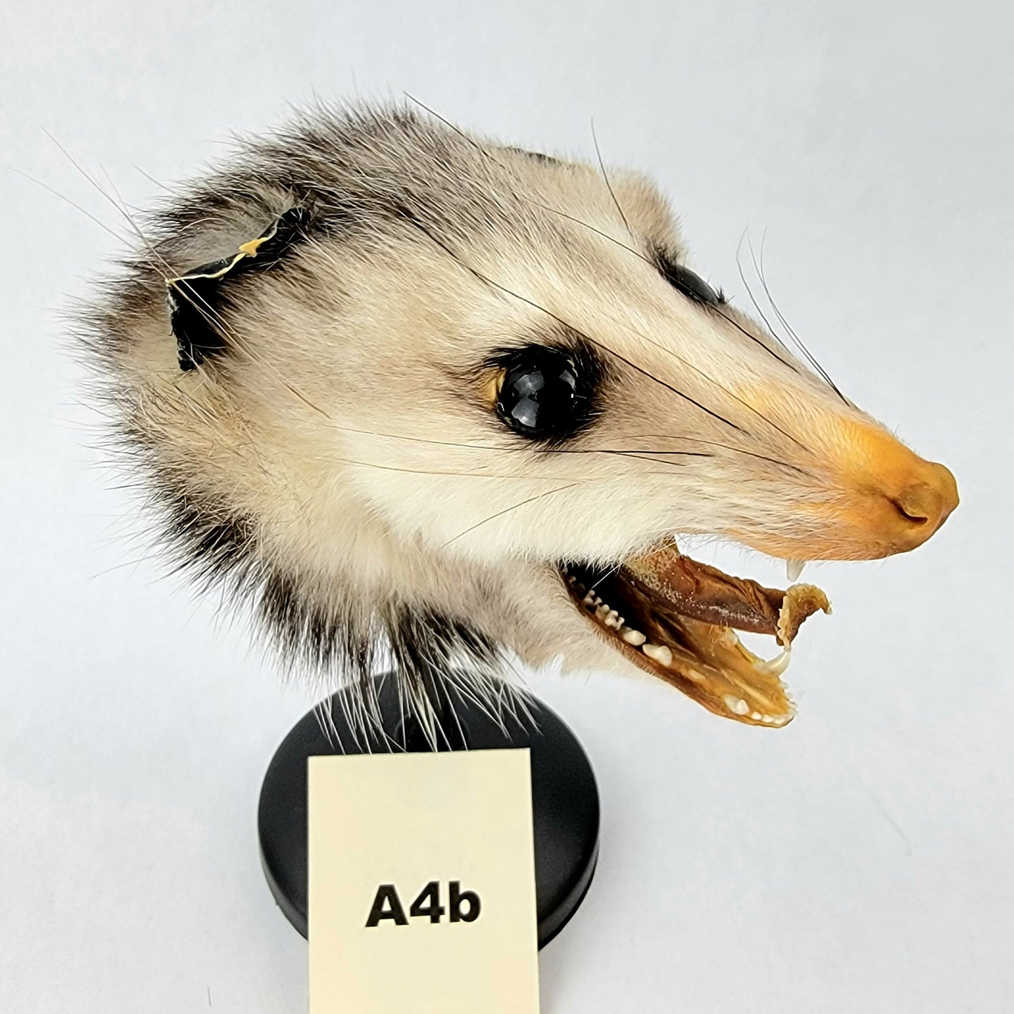 A4b Custom Anthropomorphic Opossum Doll Deposit