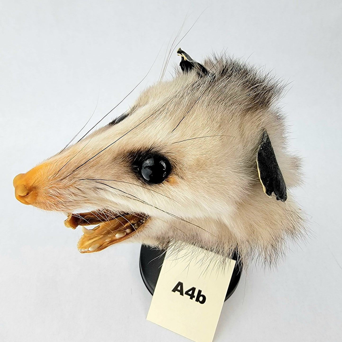 A4b Custom Anthropomorphic Opossum Doll Deposit