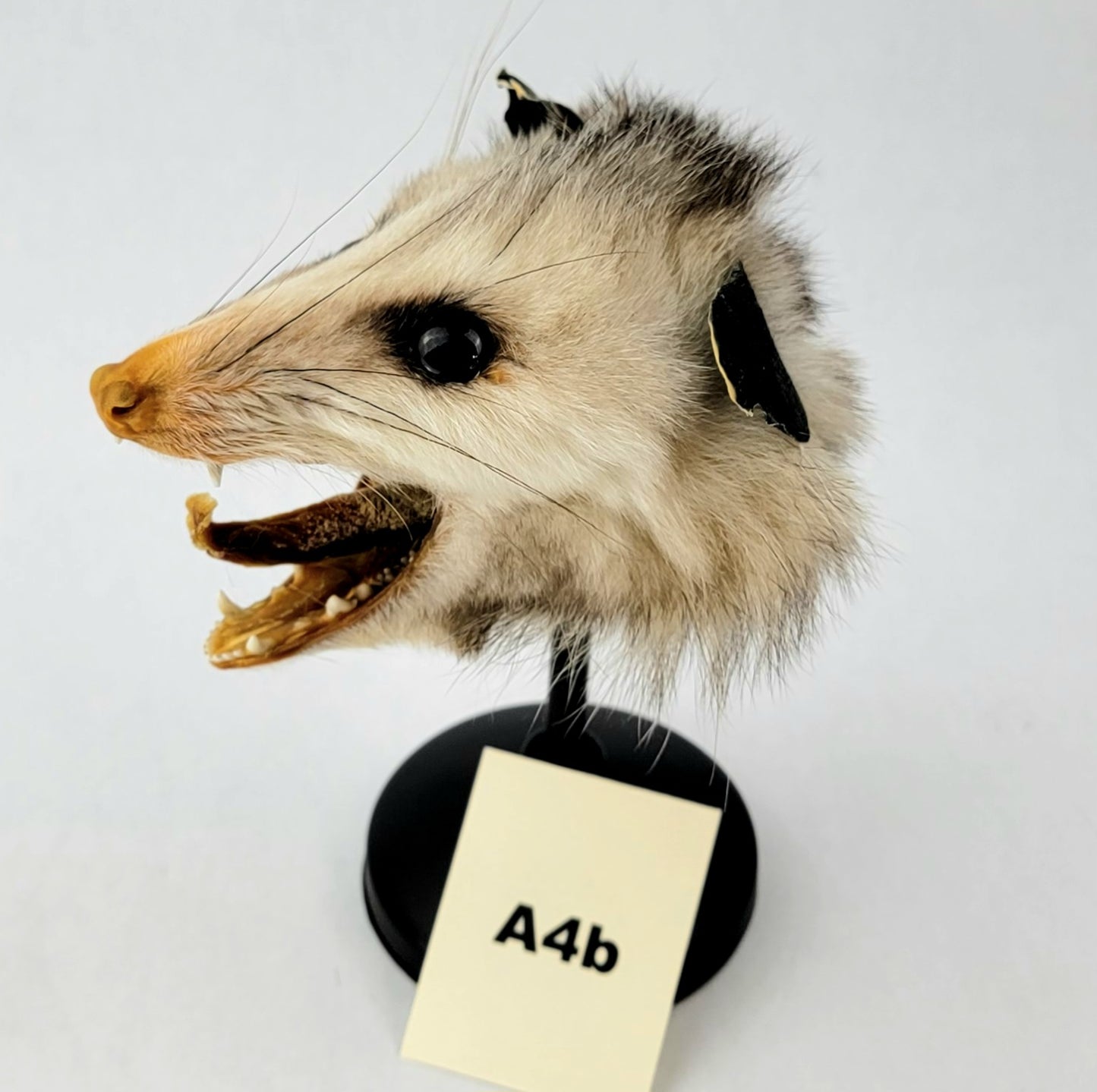 A4b Custom Anthropomorphic Opossum Doll Deposit