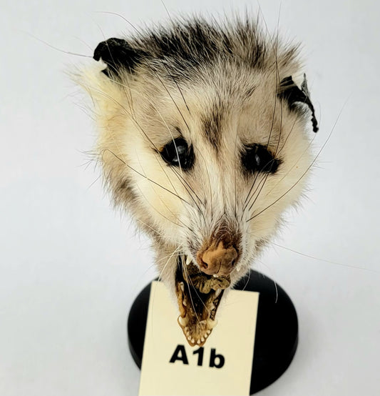A1b Custom Anthropomorphic Opossum Doll Deposit