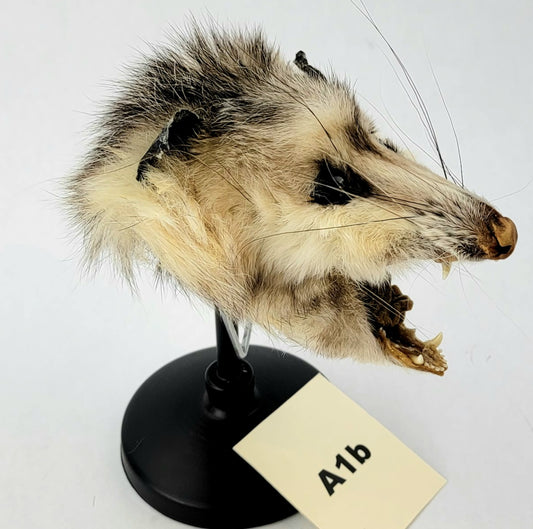 A1b Custom Anthropomorphic Opossum Doll Deposit