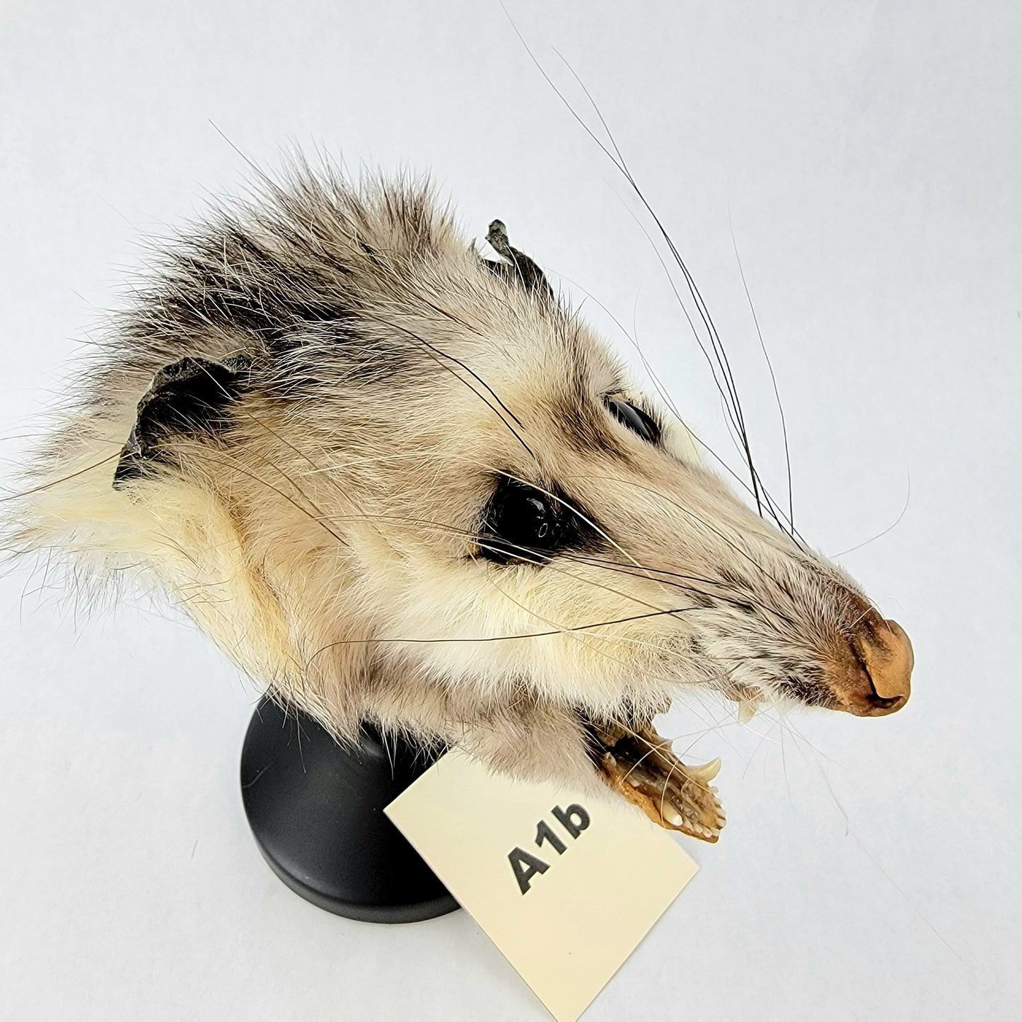 A1b Custom Anthropomorphic Opossum Doll Deposit