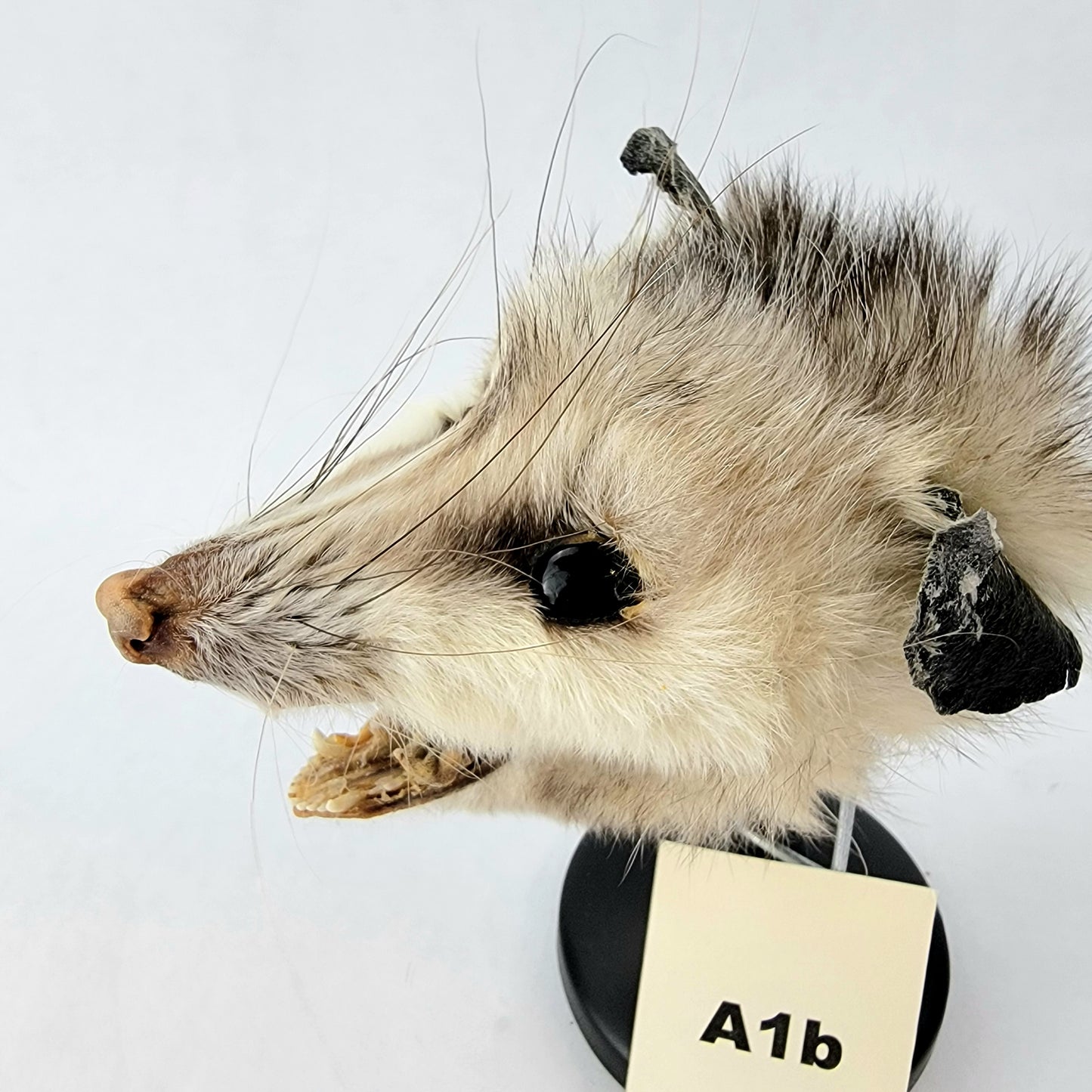 A1b Custom Anthropomorphic Opossum Doll Deposit