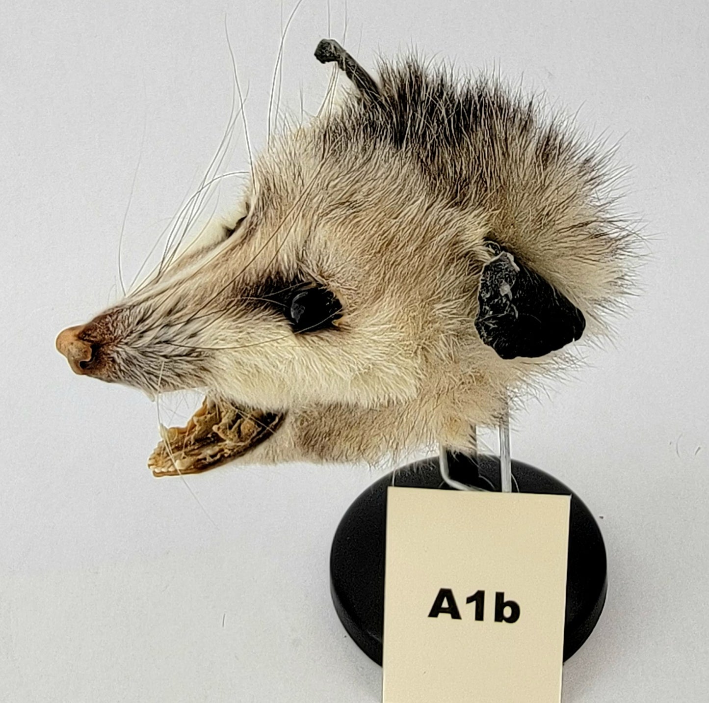 A1b Custom Anthropomorphic Opossum Doll Deposit