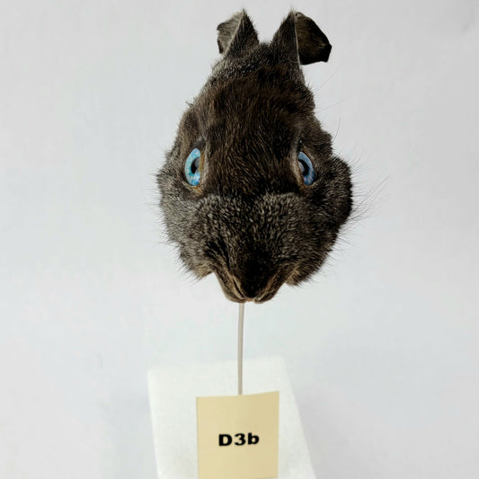 D3b Custom Anthropomorphic Rabbit Doll Deposit