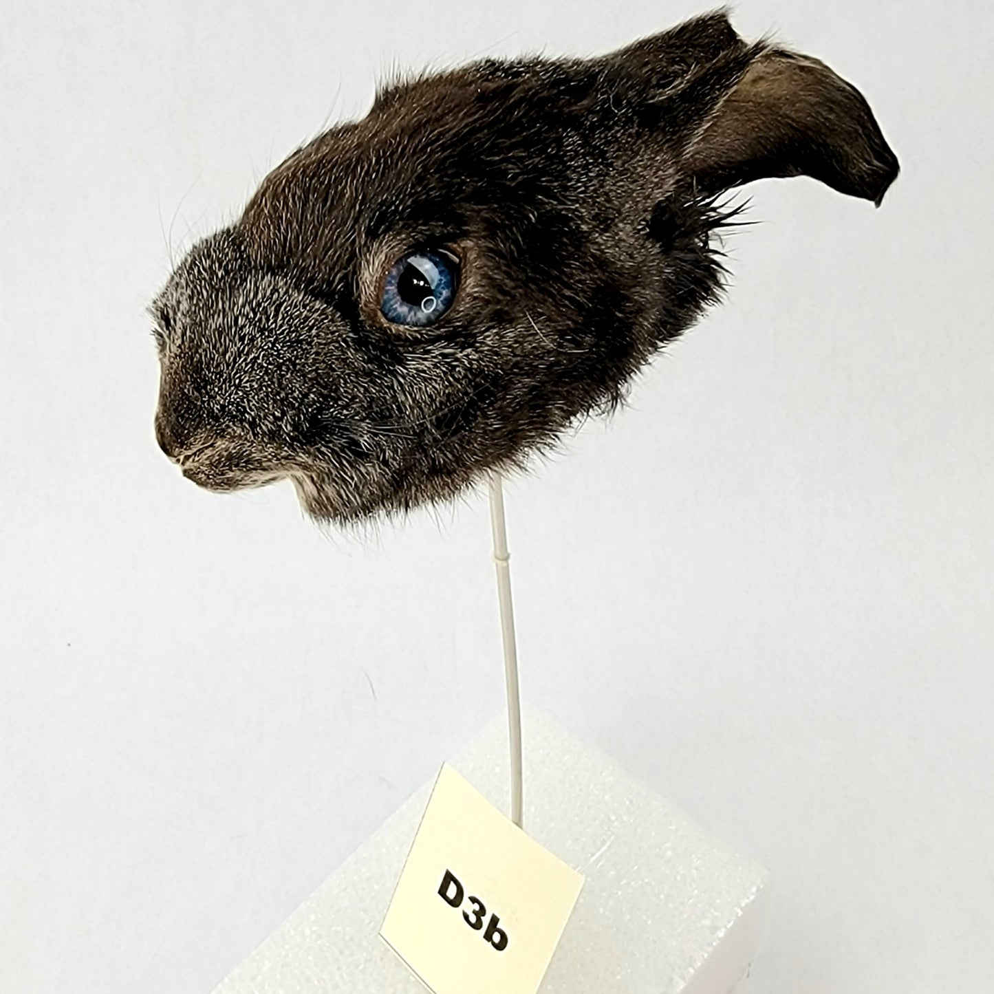 D3b Custom Anthropomorphic Rabbit Doll Deposit