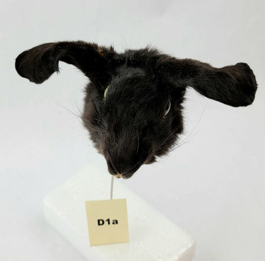 D1a Custom Anthropomorphic Rabbit Doll Deposit