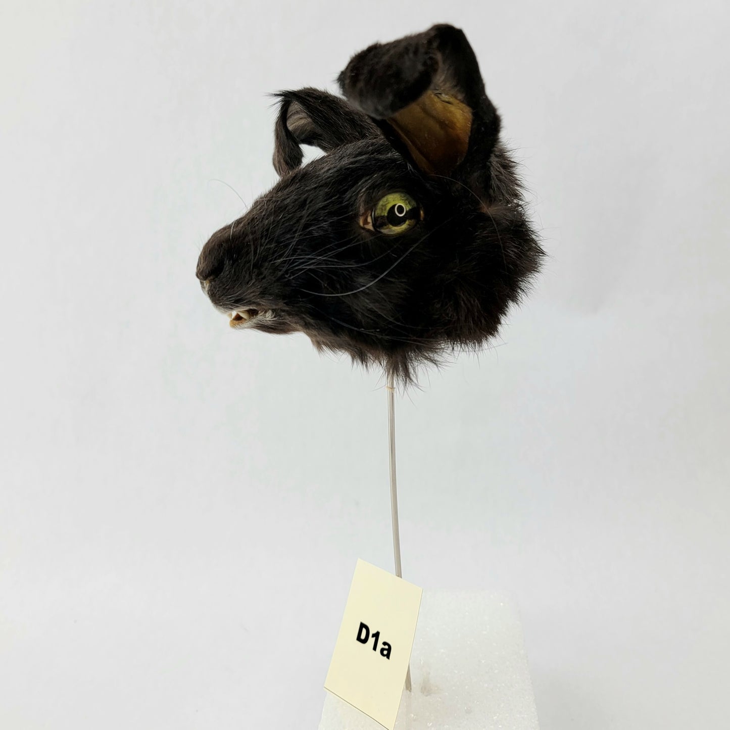 D1a Custom Anthropomorphic Rabbit Doll Deposit