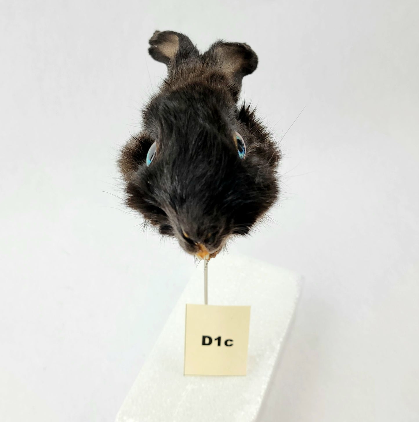 D1c Custom Anthropomorphic Rabbit Doll Deposit