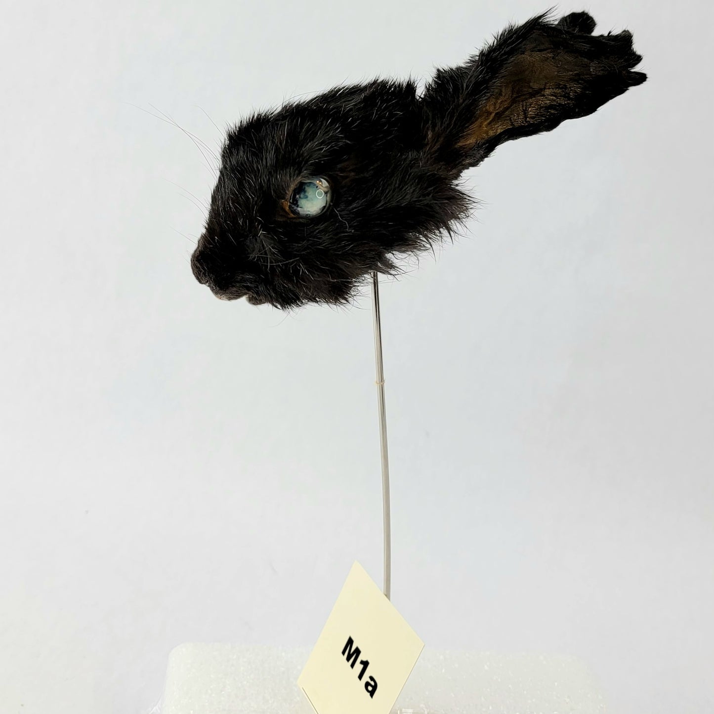 M1a Custom Anthropomorphic Rabbit Doll Deposit