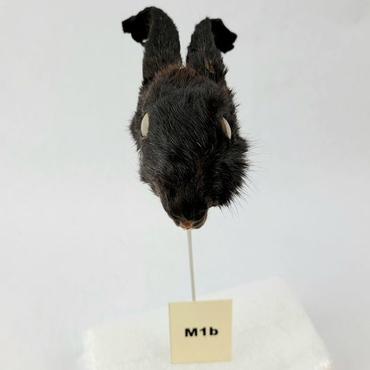 M1b Custom Anthropomorphic Rabbit Doll Deposit