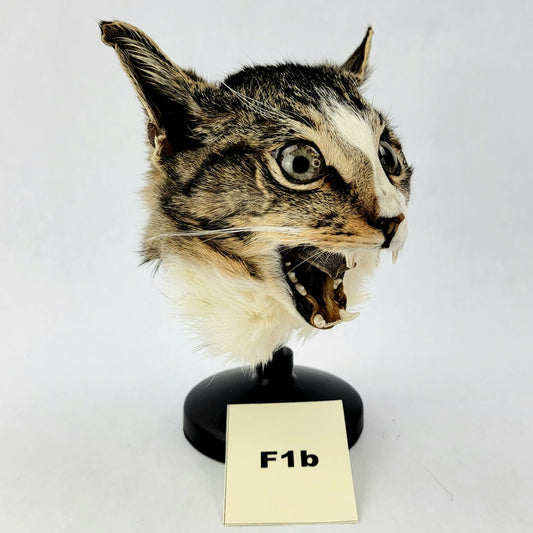 F1b Custom Anthropomorphic Cat Doll Deposit