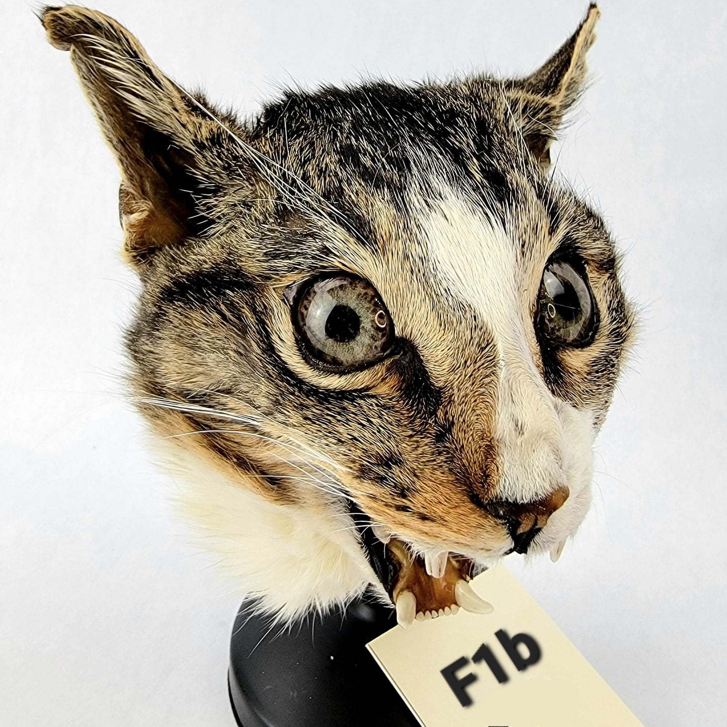 F1b Custom Anthropomorphic Cat Doll Deposit