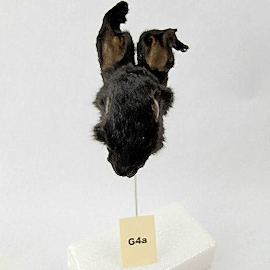 G4a Custom Anthropomorphic Rabbit Doll Deposit