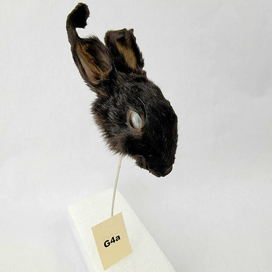 G4a Custom Anthropomorphic Rabbit Doll Deposit