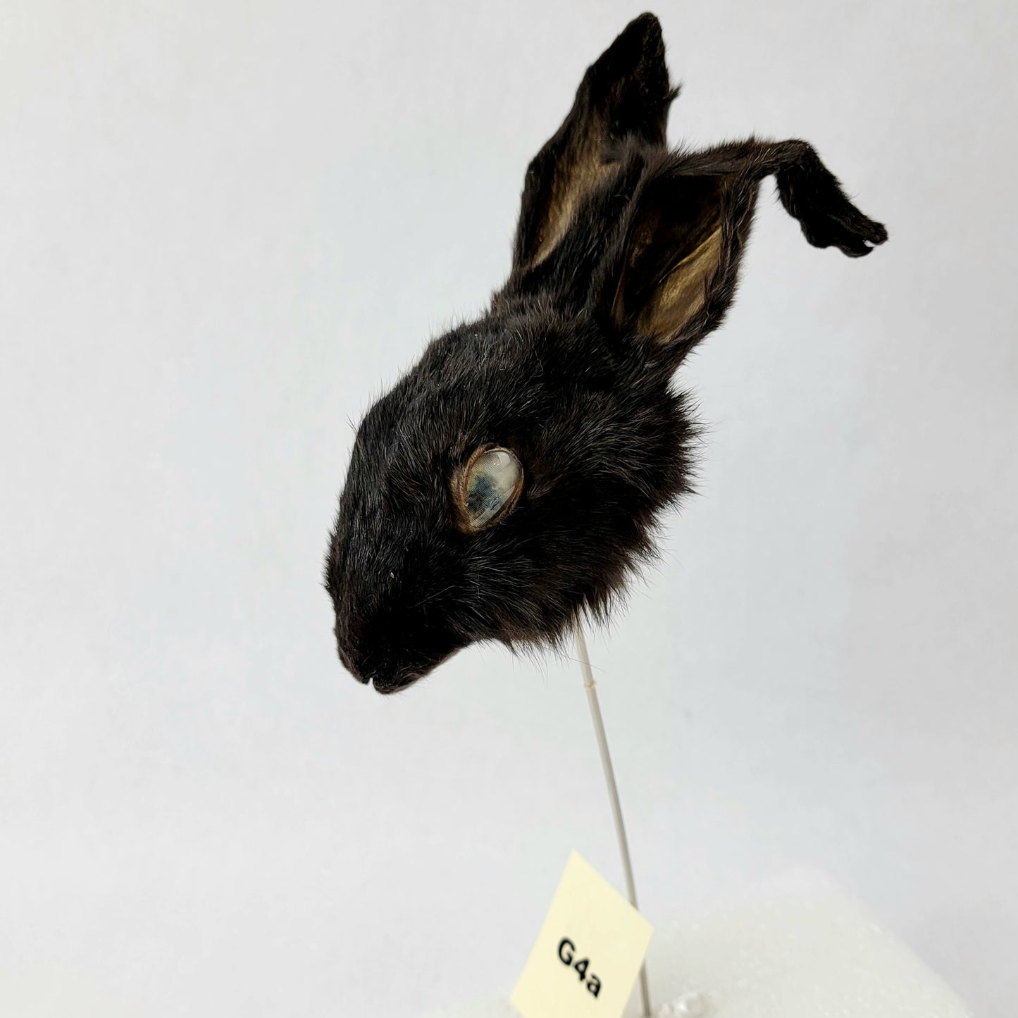 G4a Custom Anthropomorphic Rabbit Doll Deposit