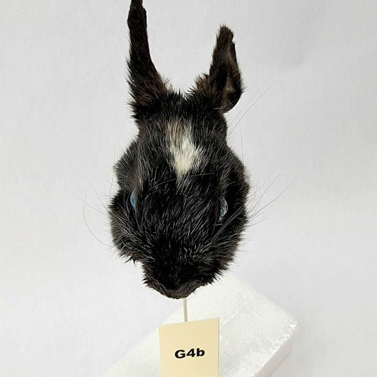 G4b Custom Anthropomorphic Rabbit Doll Deposit