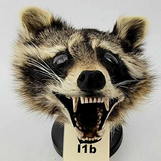 I1b Custom Anthropomorphic Raccoon Doll Deposit