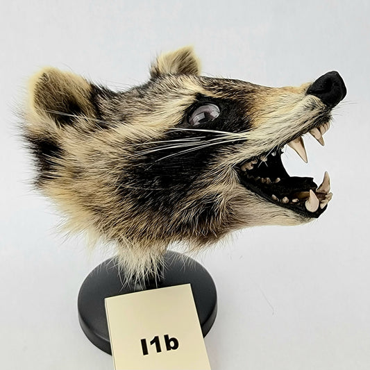 I1b Custom Anthropomorphic Raccoon Doll Deposit