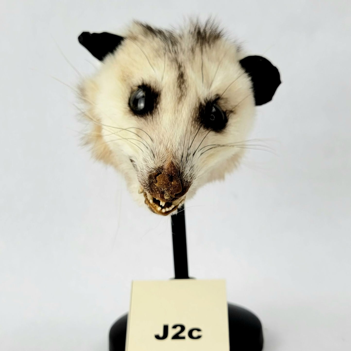 J2c Custom Anthropomorphic Opossum Doll Deposit