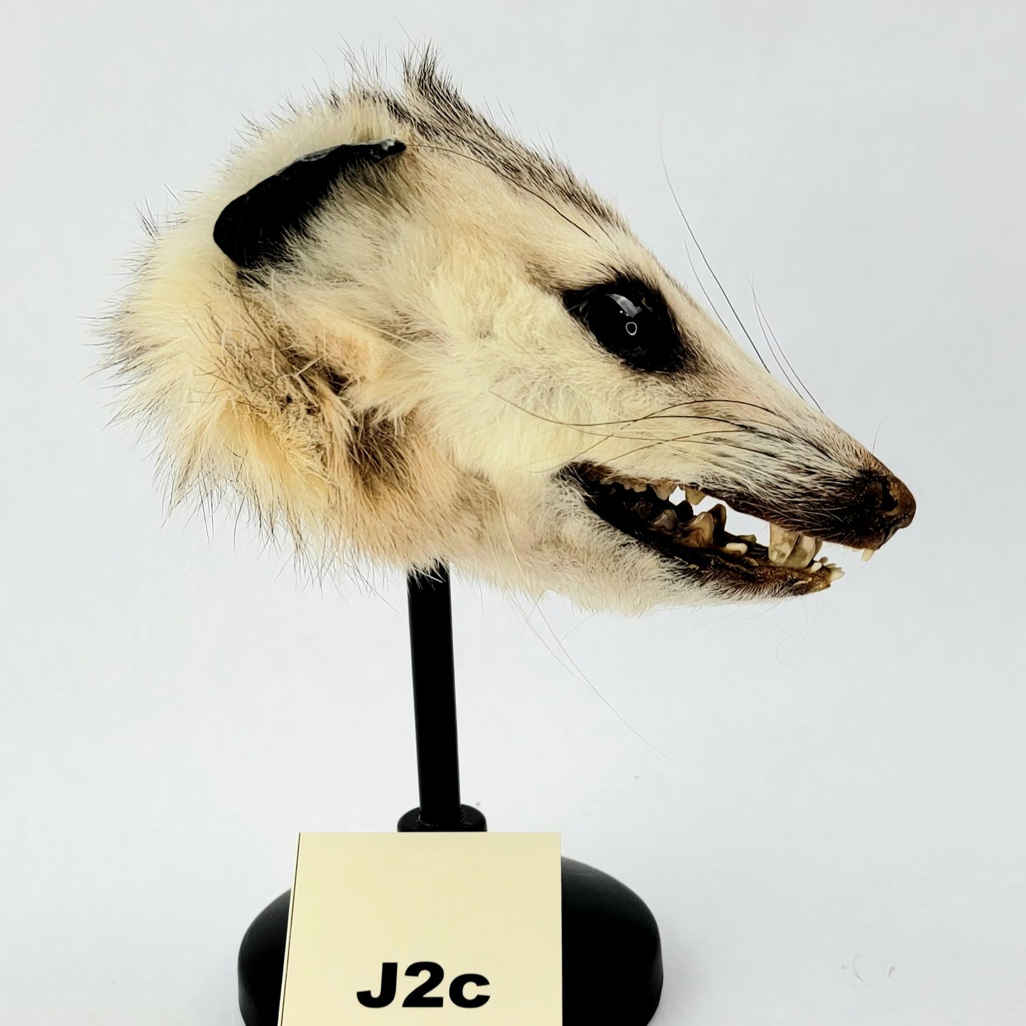 A1b Custom Anthropomorphic Opossum Doll Deposit