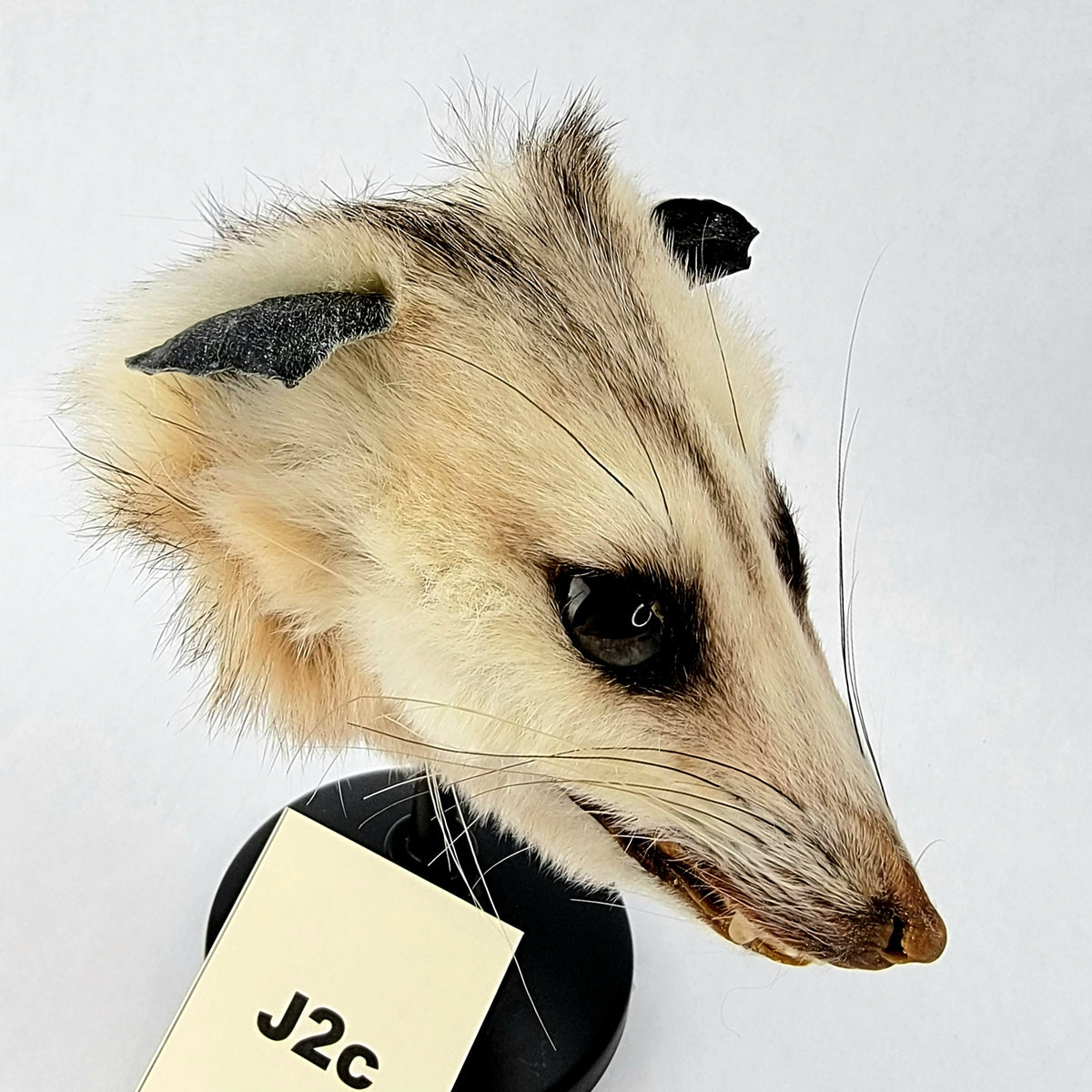 J2c Custom Anthropomorphic Opossum Doll Deposit