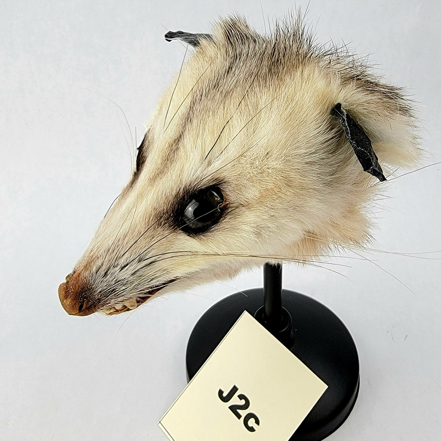 J2c Custom Anthropomorphic Opossum Doll Deposit