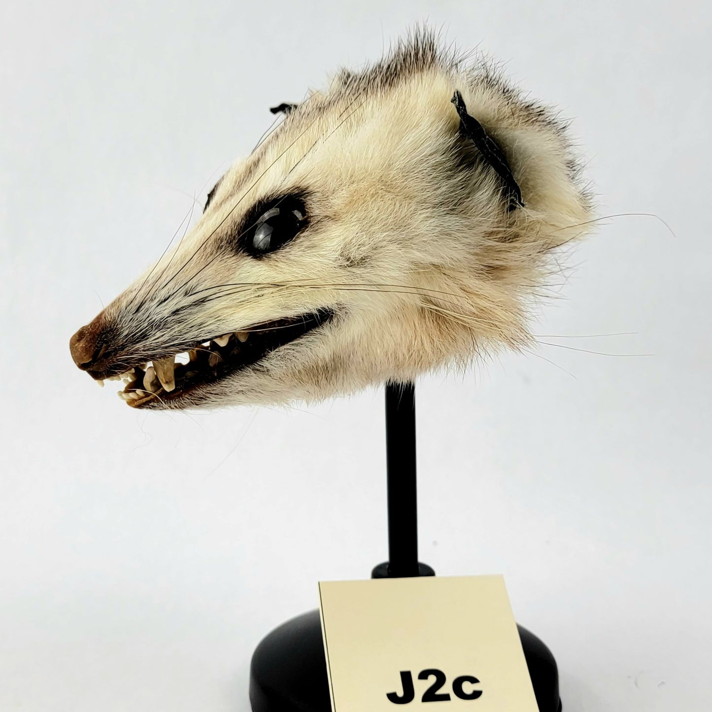 J2c Custom Anthropomorphic Opossum Doll Deposit