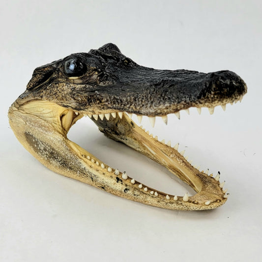 Custom Anthropomorphic Alligator Doll Deposit