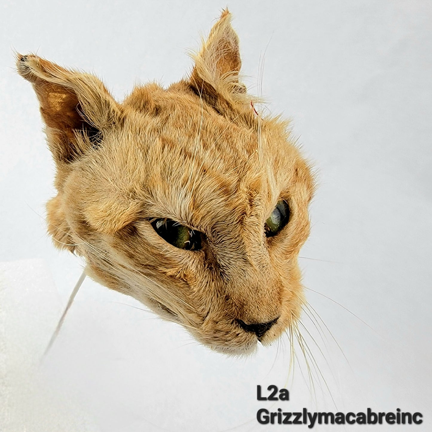L2a Custom Anthropomorphic Cat Doll Deposit